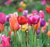 tulipany