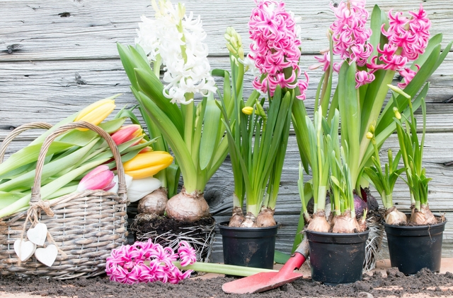 Blooming hyacinths in spring for easter on wood