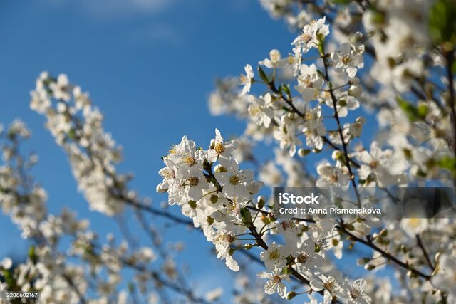 Blooming cherry plum tree in the spring garden. Blue sky and white flowers. Spring atmospheric background in sunlight. The concept of awakening nature, tenderness, romance. Bottom view. Spring design