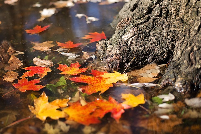 autumn 2900166 640