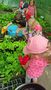IMG20240522102950
